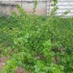 Hogyan vívnak csendes harcot a fák és a cserjék az Ön birtokán: az allelopátia tudománya a szakemberek számára hogyan-vivnak-csendes-harcot-a-fak-es-a-cserjek-az.jpg