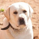 Miért van szüksége a kutyádnak rád, hogy jól kijöjj a partnereddel: amikor a háziállat a "harmadik extra" lesz egy kapcsolatban miert-van-szuksege-a-kutyadnak-rad-hogy-jol-kijojj-a.jpg